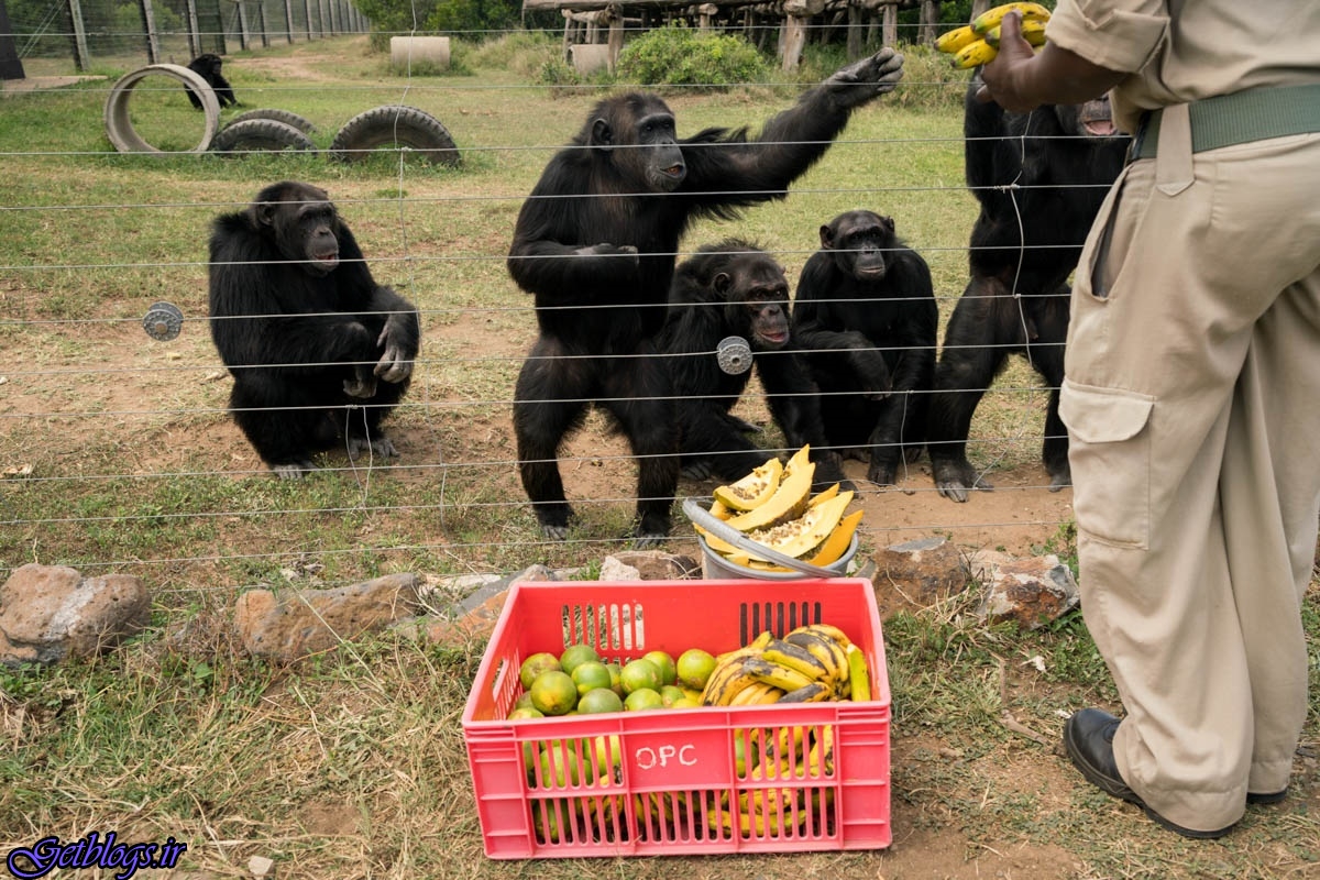 تصاویر) + زندگی با شامپانزه‌های کنیایی (