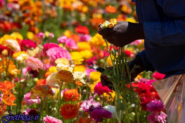 تصاویر) + باغ گل کارلس‌بد در کالیفرنیا (