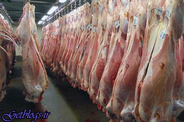 با گرانفروشان برخورد کنید ، عرضه روزانه ۱۰۰تن گوشت گوسفندی در تهران