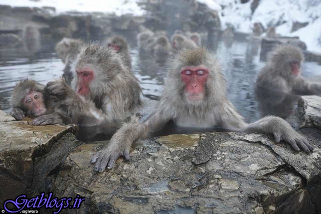 تصویر + میمون‌ها جهت کم کردن استرس به چشمه‌های آبگرم می‌روند!