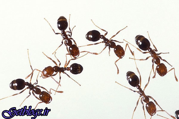 کشف مورچه انتحاری در جنوب شرقی آسیا