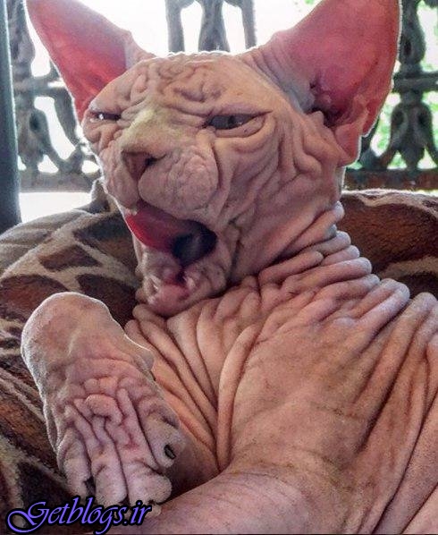 عکس + محبوبیت گربه شیطانی در شبکه اجتماعی