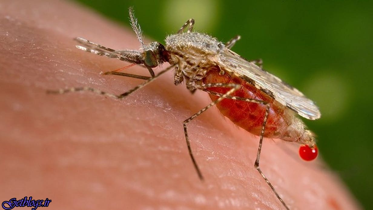 تشخیص عفونت مالاریا با استفاده از بوی بدن