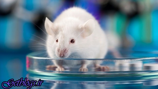توقف چاقی موش‌ها با از بین بردن تنها یک آنزیم