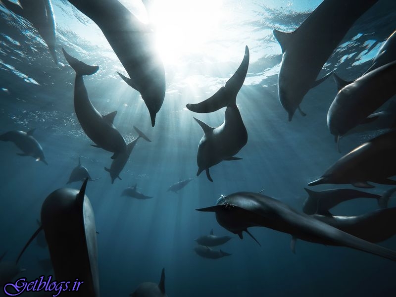 دنیای دلفین‌ها در قاب تصویر نشنال جئوگرافیک