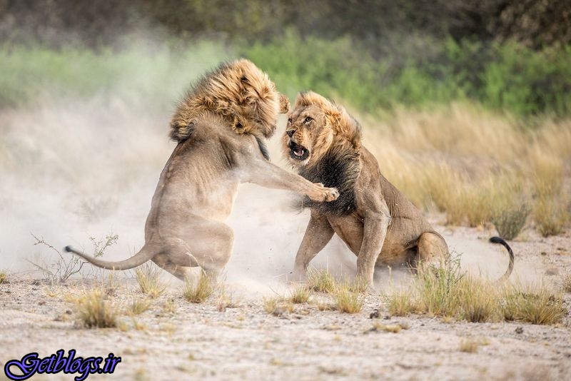 نبرد خونین دو شیر نر در تصویر روز نشنال جئوگرافیک