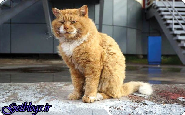 تنها گربه مجمع الجزایر اسلوبرت نروژ , «کاشا»
