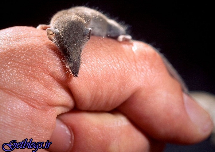 کوچکترین پستانداران دنیا را بشناسید