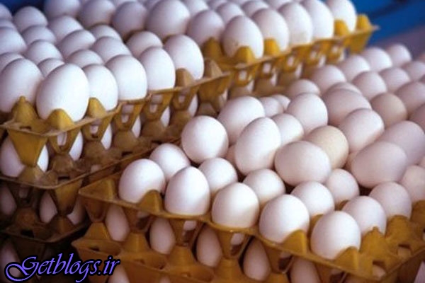 کارتن و شانه نایاب شد ، دردسر تازه تولیدکنندگان تخم مرغ