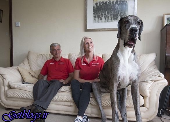 تصاویر) + بزرگ ترین سگ دنیا (