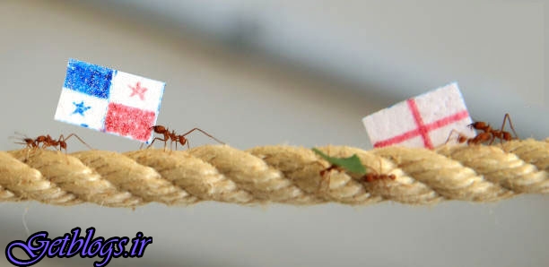 تصاویر) + پیش‌بینی نتیجه های انگلستان با مورچه! (