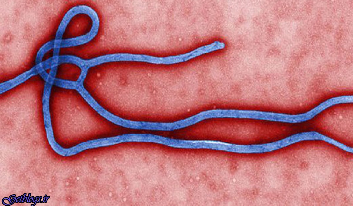 محافظت از حیوانات در برابر ویروس ها با آنتی بادی ابولا