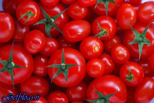 گوجه‌فرنگی به‌زودی ارزان می‌شود / وزارت کشاورزی