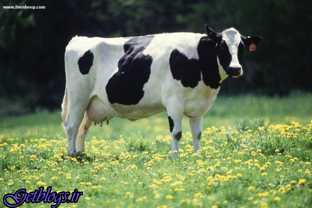 تغذیه گاوها با جلبک جهت کم کردن انتشار گاز متان