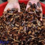 تصاویر) + زندگی عجیب دختر ۹ ساله با هزاران سوسک چندشآور! (