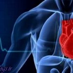 شناسایی آنتی اکسیدان طبیعی که سلامت قلب را اصلاح می بخشد