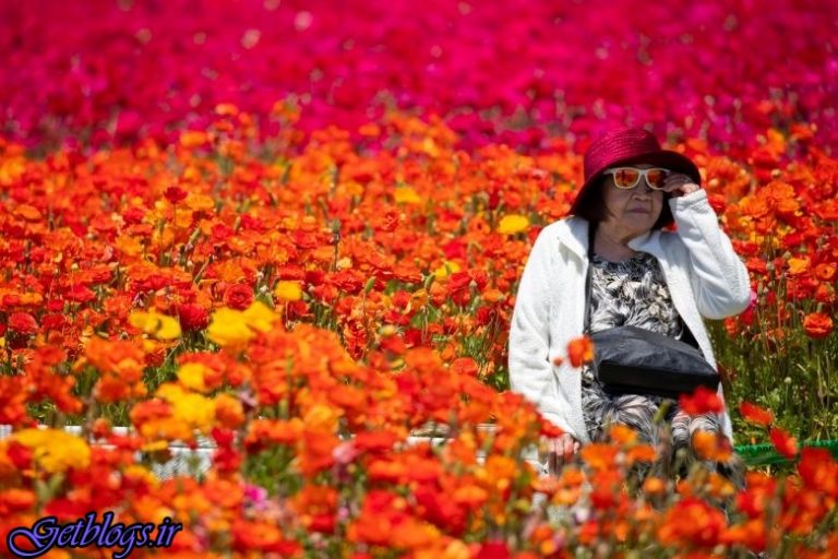 تصاویر) + باغ گل کارلسبد در کالیفرنیا (