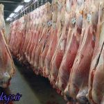 هشدار وزارت بهداشت + شناسایی۱۰ مورد مبتلا شدن به تب کریمه کنگو در کشور