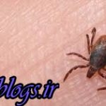 تایید فوت یک نفر به علت مبتلا شدن به تب کریمه کنگو در کرمان
