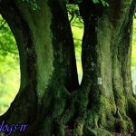 عکس) + پرورش غول درختی در بلژیک (