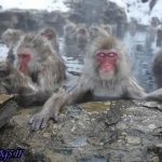 تصویر + میمونها جهت کم کردن استرس به چشمههای آبگرم میروند!