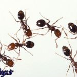 کشف مورچه انتحاری در جنوب شرقی آسیا
