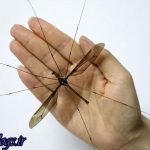 شکار بزرگترین پشه دنیا در چین