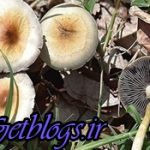 اپیدمی قارچهایی که میکشند
