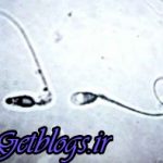بررسی امکان تولیدمثل انسان در فضا با اسپرم گاو وحشی / آزمایش جنجالی ناسا