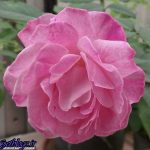 گل رُزی که پژمرده نمیشود