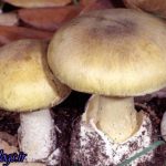 مرگ 3 نفر کردستانی بر اثر مصرف قارچ سمی