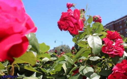 دی. ان. ای گیاه های چگونه ترمیم می شود